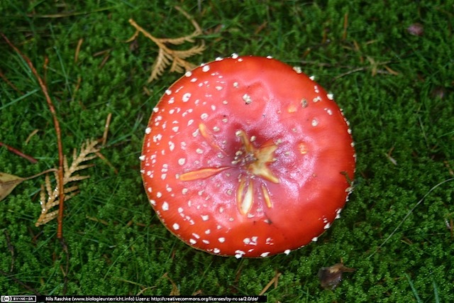 IMG_9658(www_biologieunterricht_info)