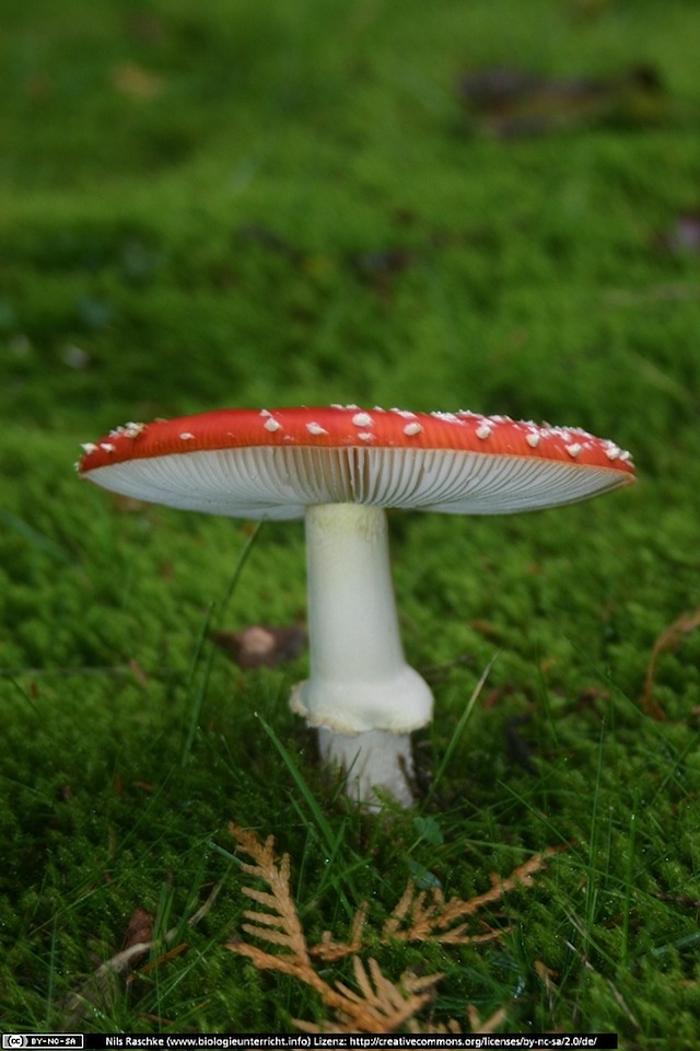 IMG_9669(www_biologieunterricht_info)