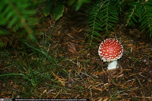 IMG_9672(www_biologieunterricht_info)